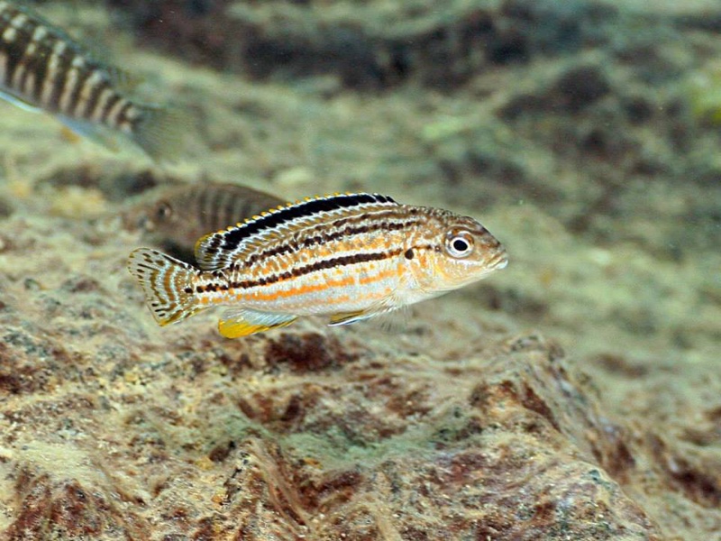 Melanochromis dialeptos 'Gome Rock'